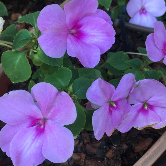 Meet your Posher, Diane - Picture 1 of 1